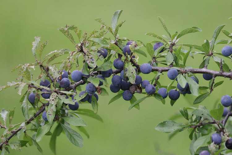 Ripe Blue Blackthorn Fruits On A Branch