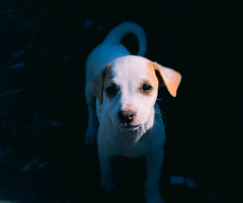 Free Photo of White Puppy Stock Photo