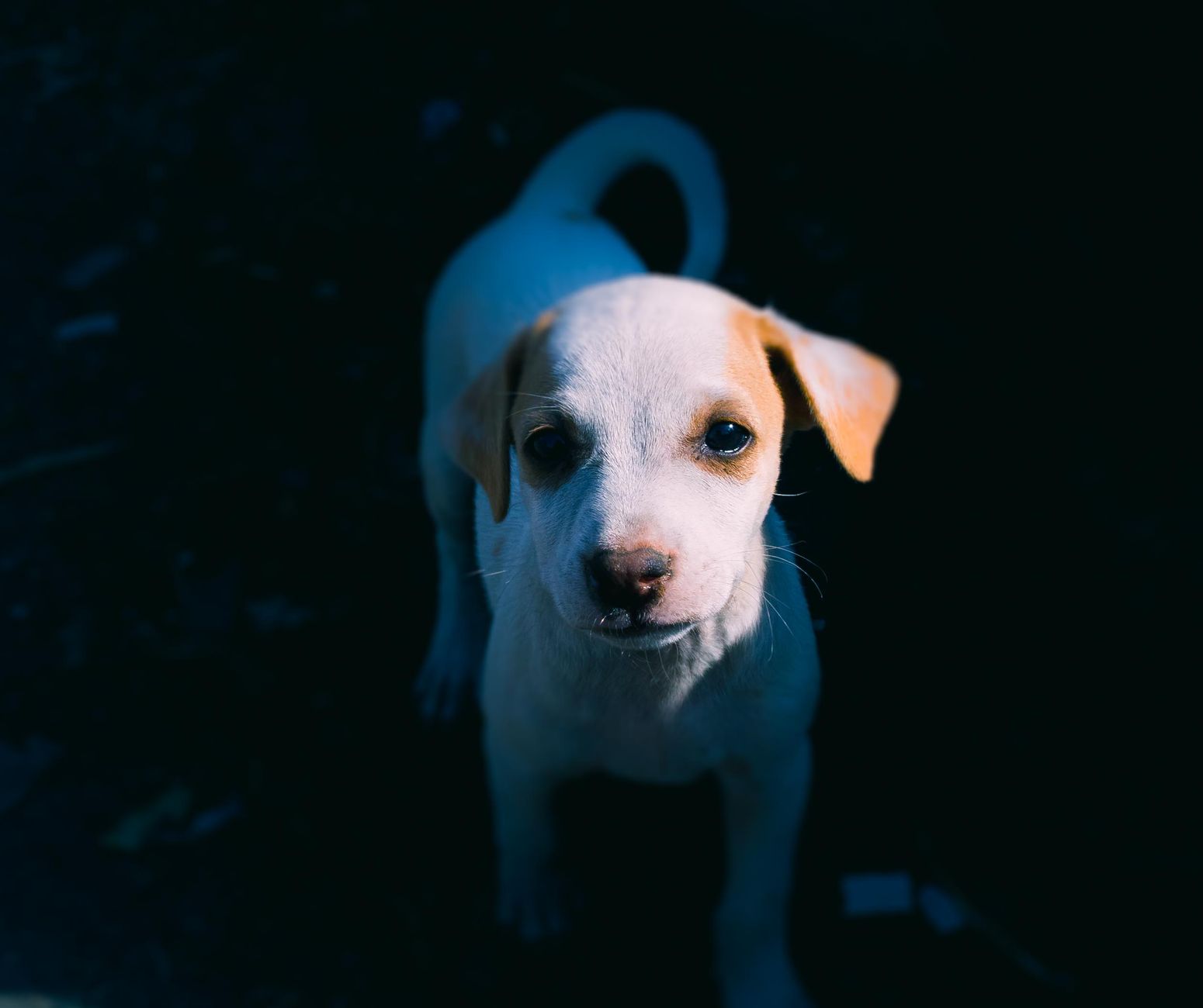 A dog undergoing diagnostic blood testing at a veterinary clinic