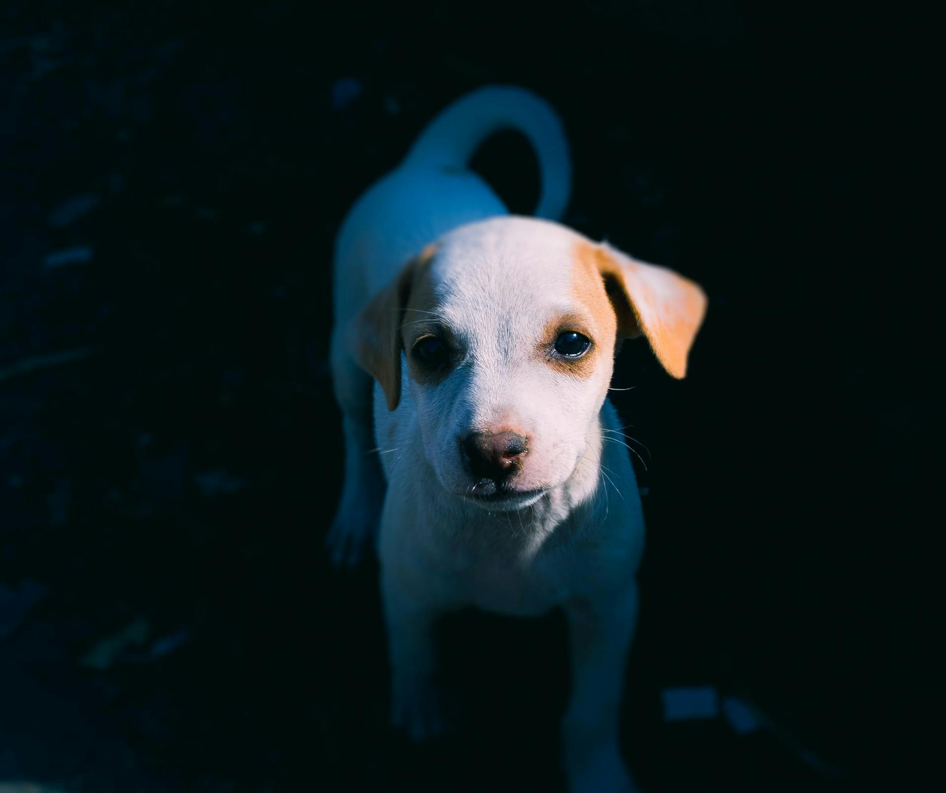 Foto av White Puppy