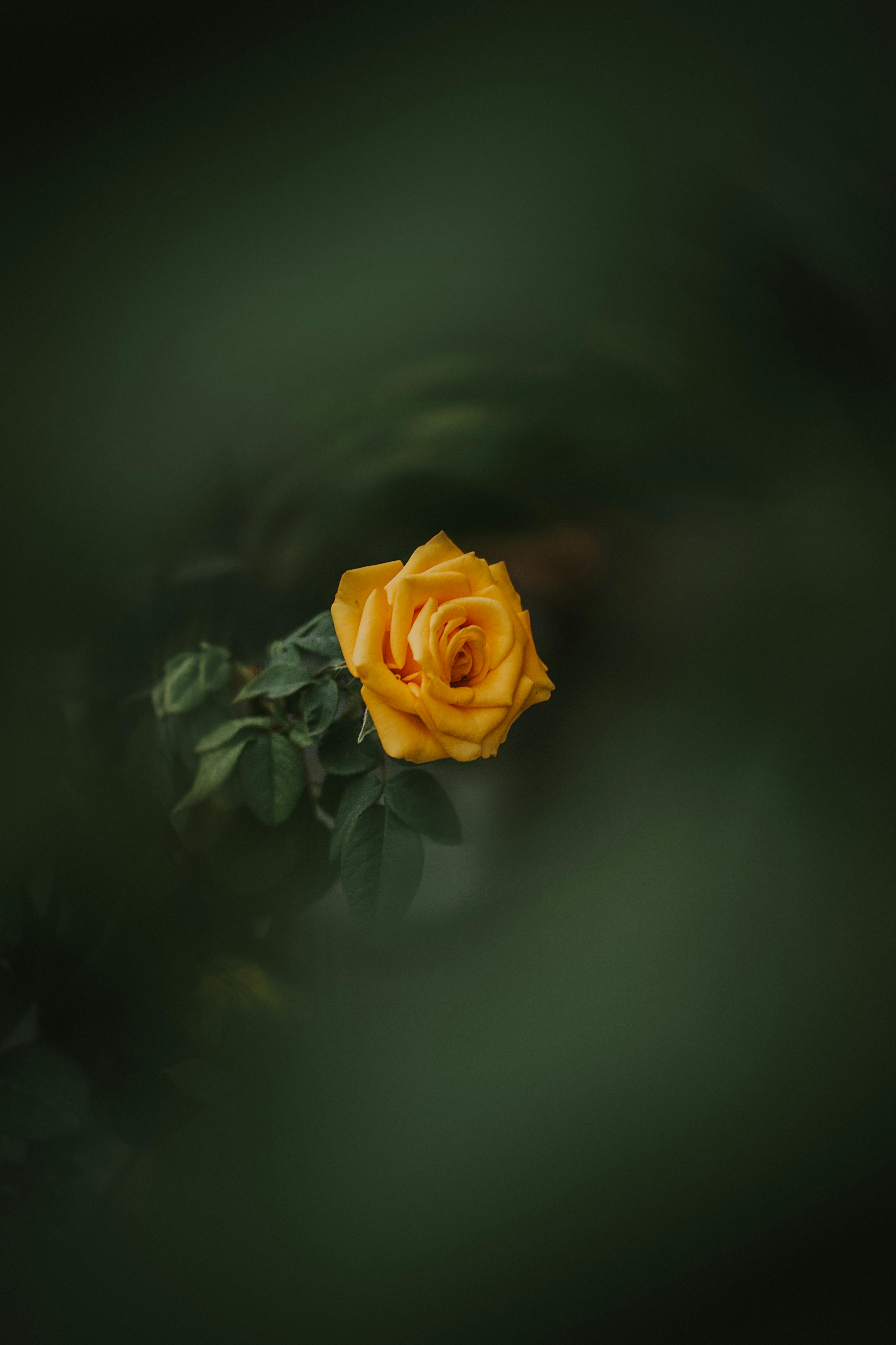 wallpaper of yellow roses