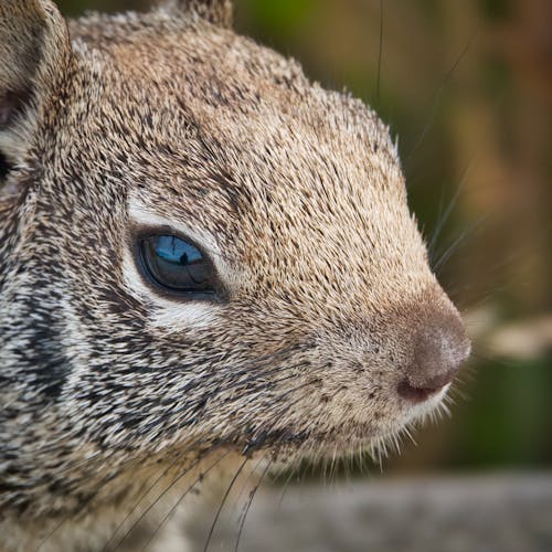 동물 사진, 땅 다람쥐, 머리의 무료 스톡 사진