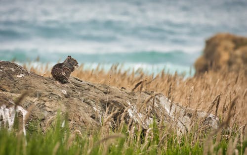 Δωρεάν στοκ φωτογραφιών με ακτή της καλιφόρνιας, βάθος πεδίου, σκίουρος