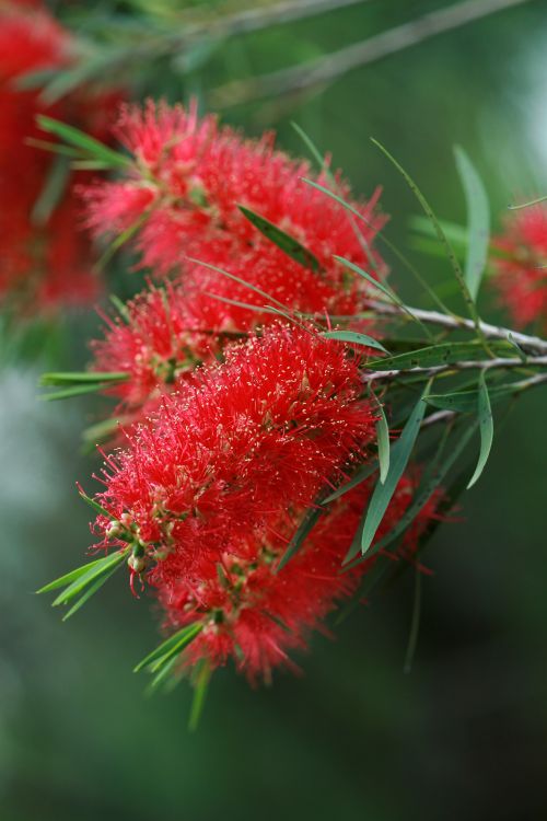 Free Close-up of vibrant red bottlebrush flowers with green leaves, showcasing natural beauty. Stock Photo