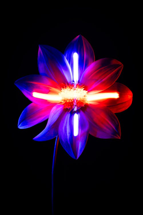 A flower with blue and red lights on it