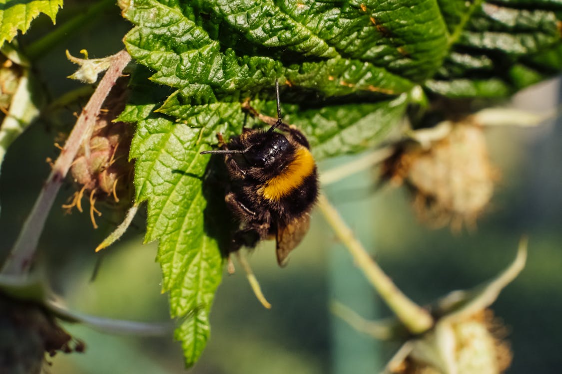 Free stock photo of bumblebee