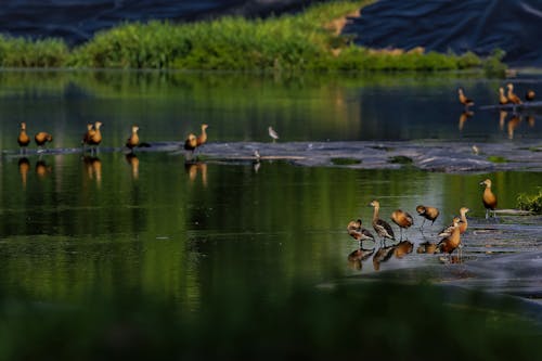 Wandering Whistling Duck