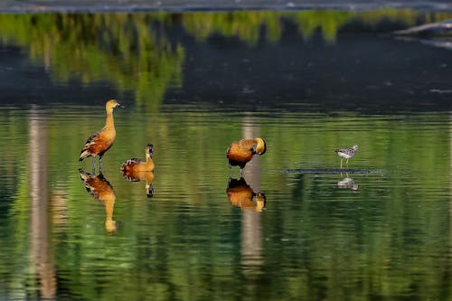 Wandering Whistling Duck