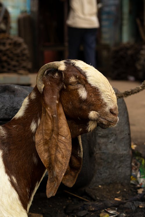 Imagine de stoc gratuită din a închide, animale domestice, cap