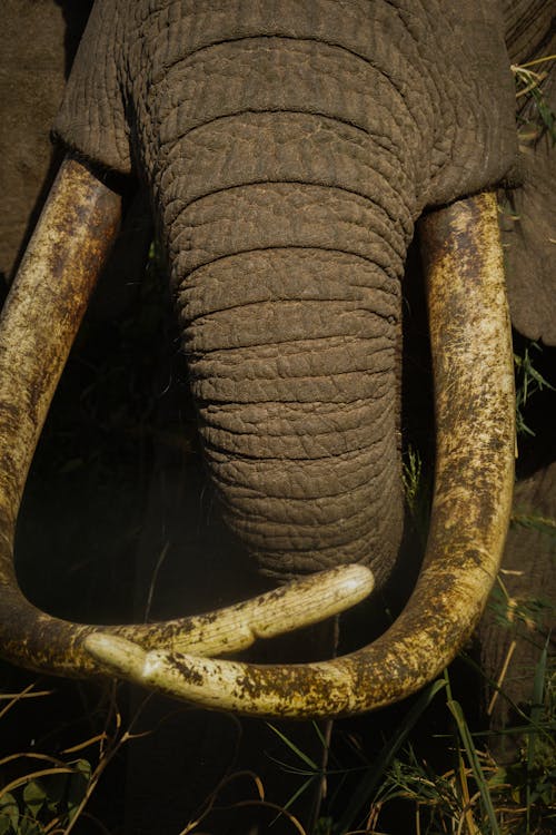 Close-up of Elephant Trunk and Tusks