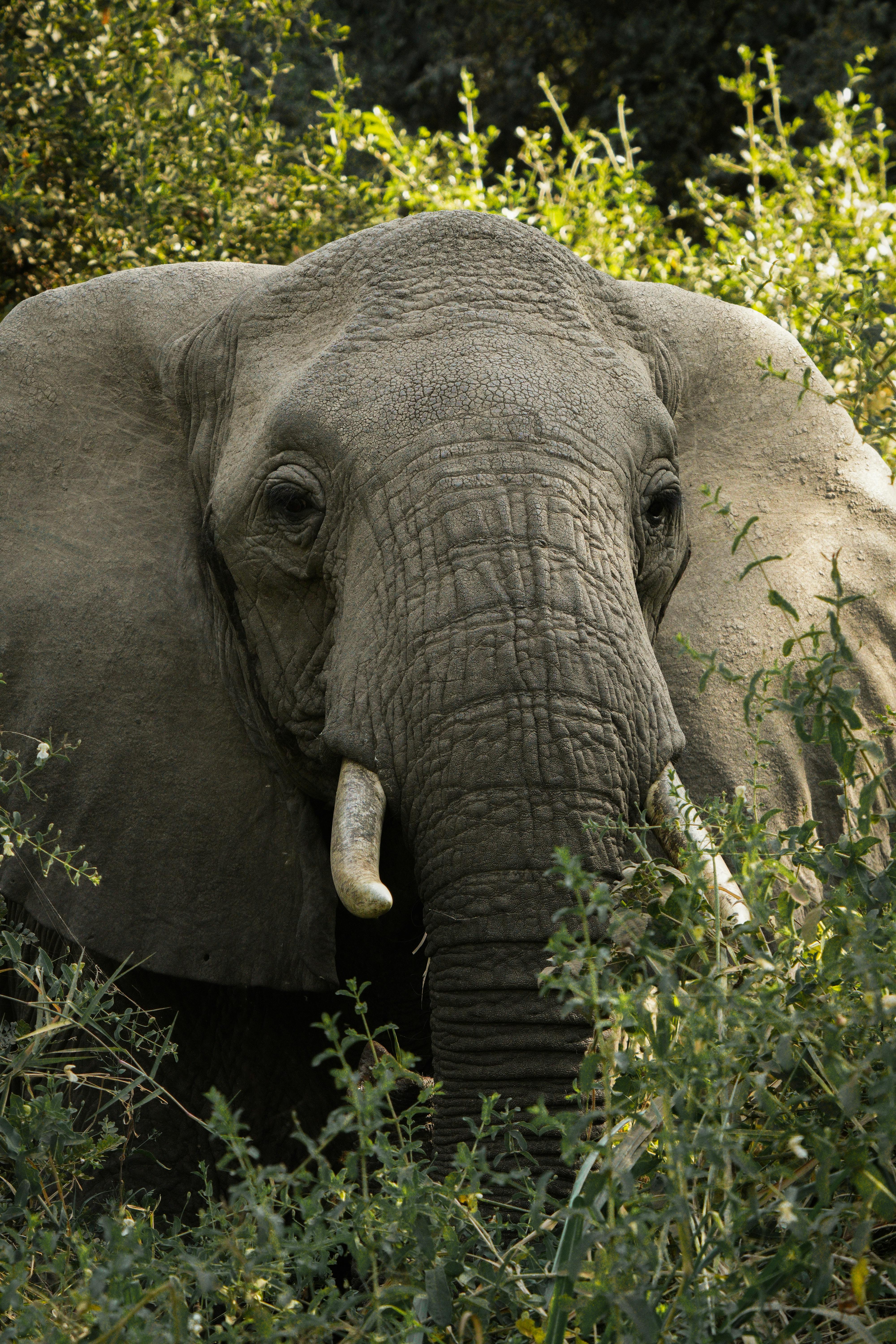 an elephant with tusks standing in the brush