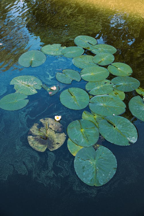 Foto profissional grátis de flutuando, folhas, lago