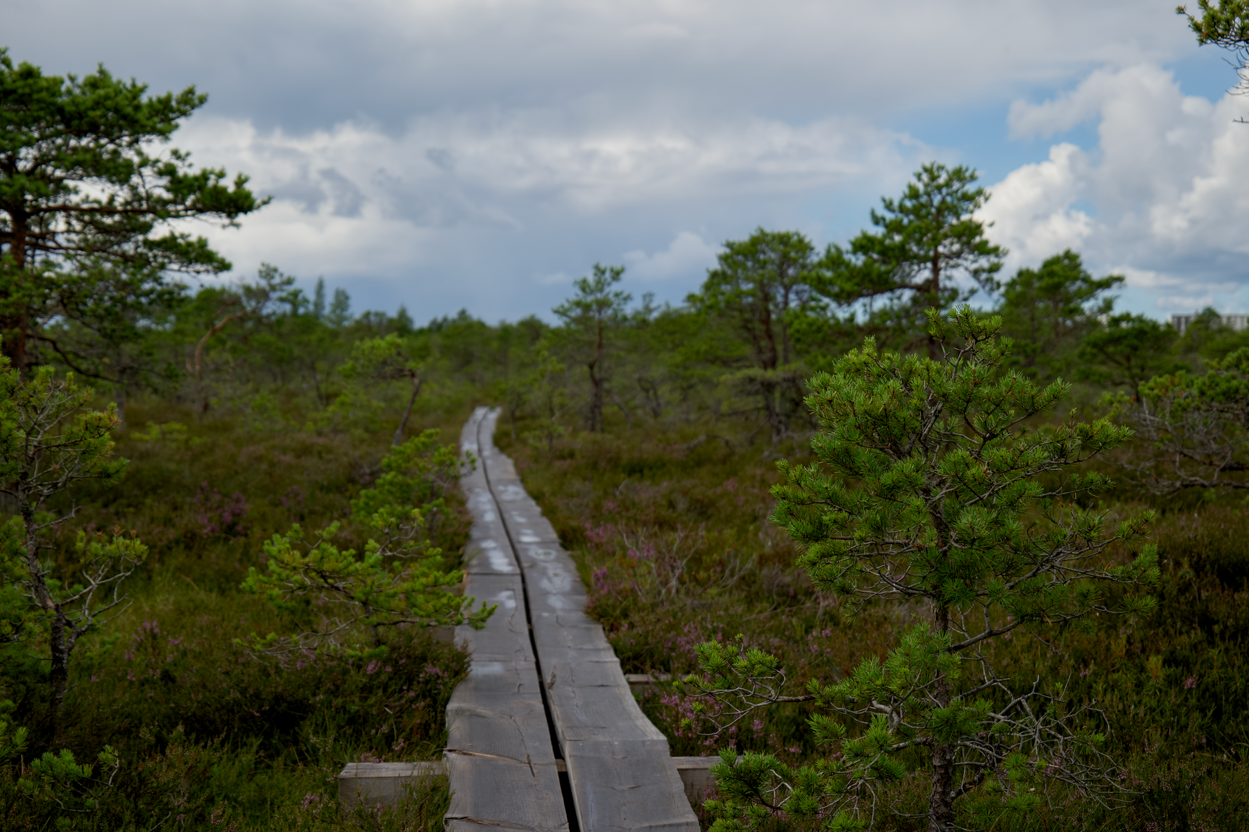 Lahemaa National Park Day Trip: The Ultimate Itinerary & Travel Guide