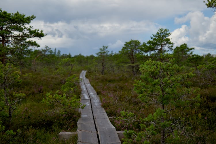 Boardwalk Through A Wetland In Alam-Pedja Reserve