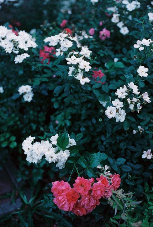 Free Vibrant garden with blooming white and pink roses in outdoor summer setting. Stock Photo