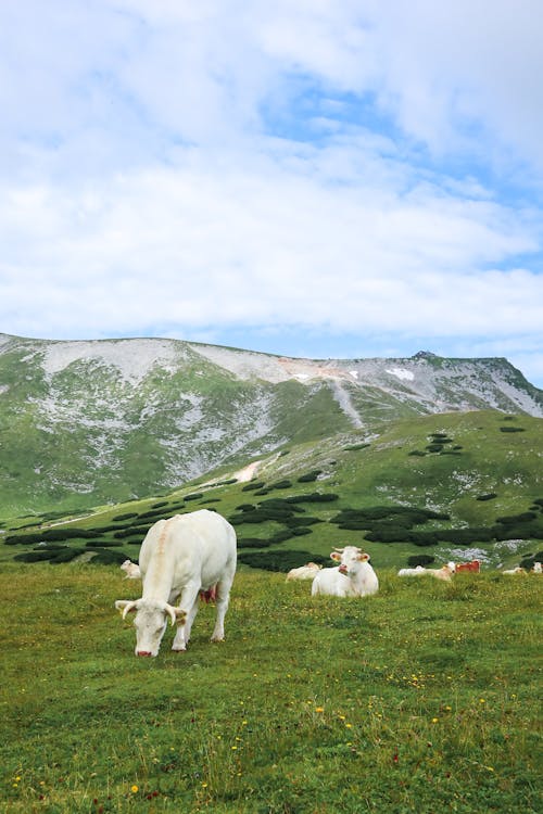 Cows in the mountain