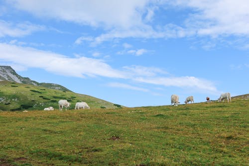 Cows in the mountain