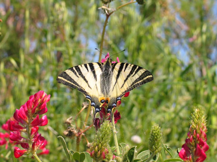 Eastern Tiger Swallowtail Butterfly In Garden