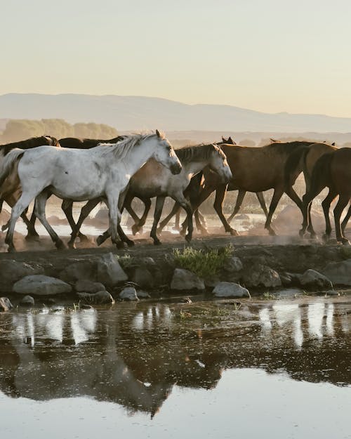 Horses near Water