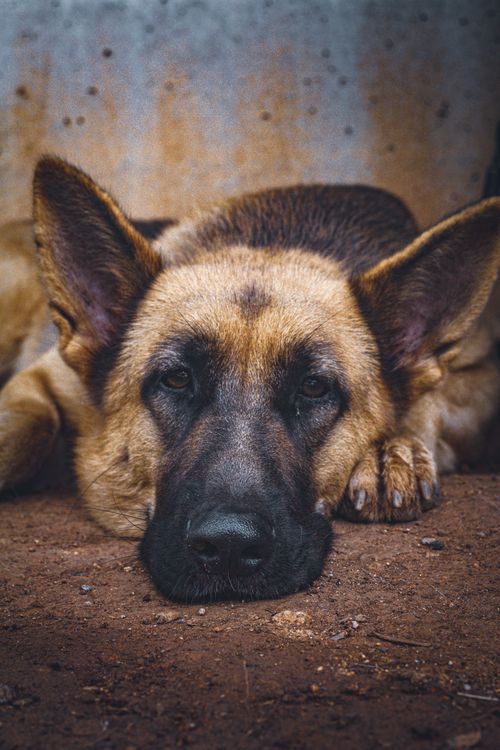 Free A German Shepherd rests calmly on the ground, capturing a serene moment outdoors. Stock Photo