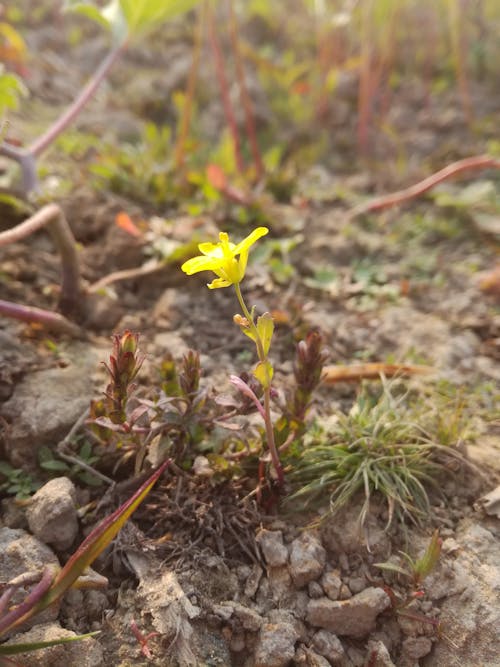 Foto d'estoc gratuïta de flor, flor bonica