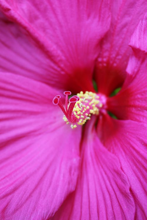 Foto stok gratis benang sari, berbunga, berwarna merah muda