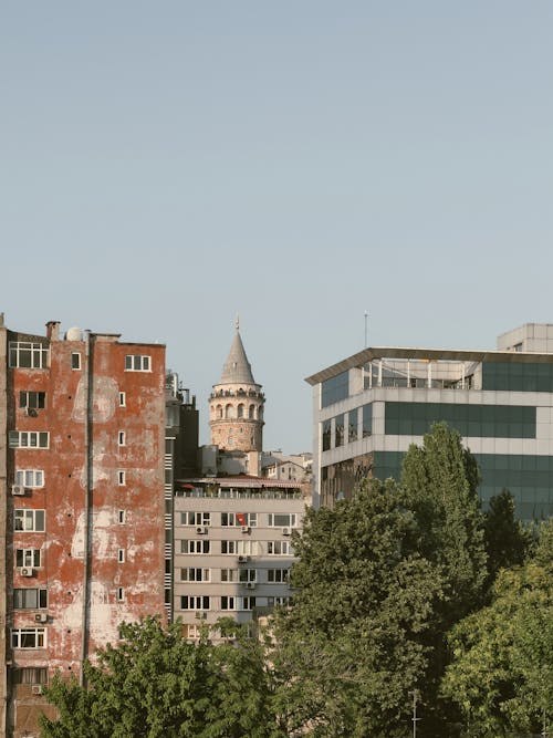 Imagine de stoc gratuită din curcan, fotografiere verticală, Istanbul