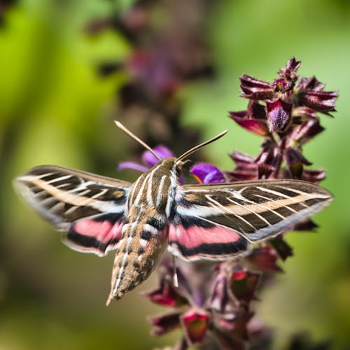 Hawk moth