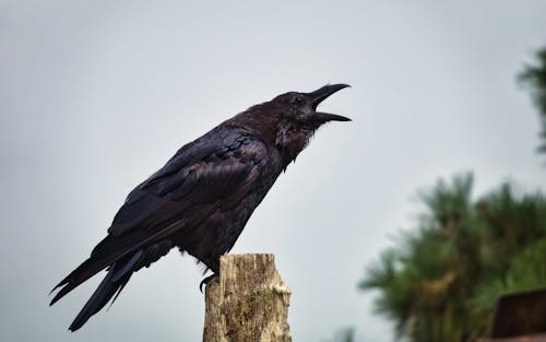 Crow Sitting on Wood Cawing