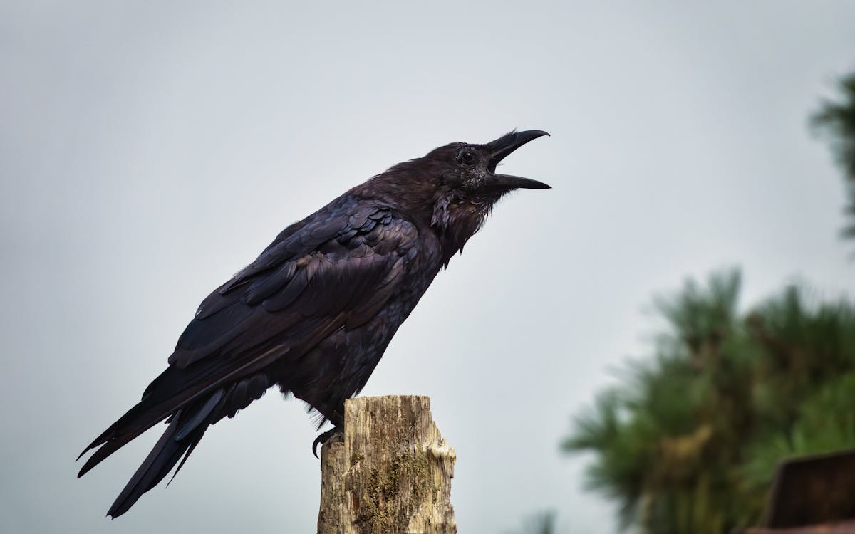 Foto profissional grátis de ave, chamando, corvo