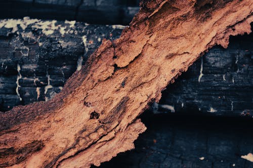 Free stock photo of bark, burnt wood, charred