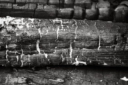 Log in Black and White