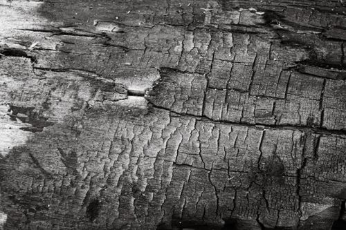 Free High contrast black and white close-up of cracked wood bark texture. Stock Photo