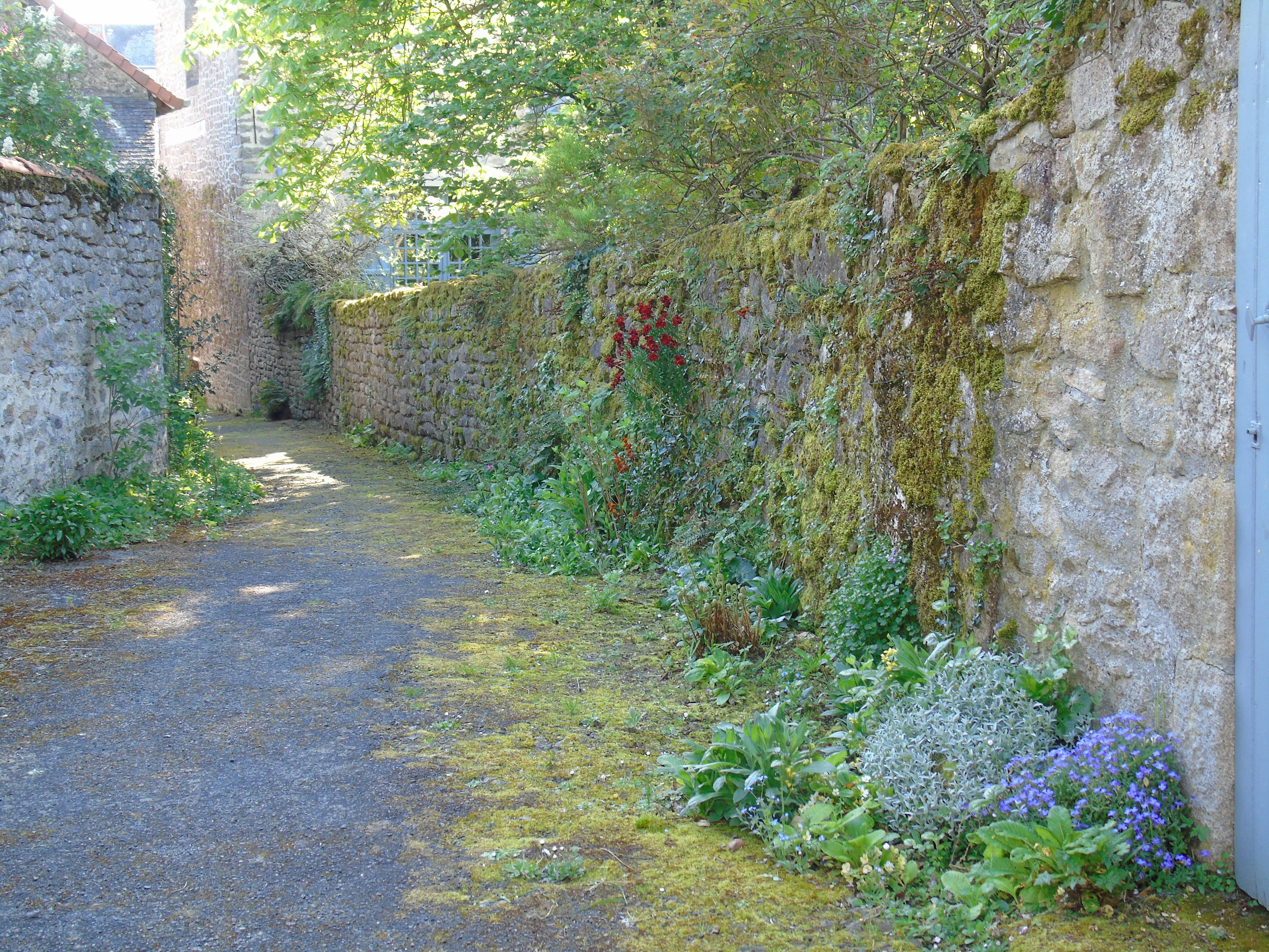 家养盆栽耐寒植物有哪些品种？-第3张图片-吾爱花网