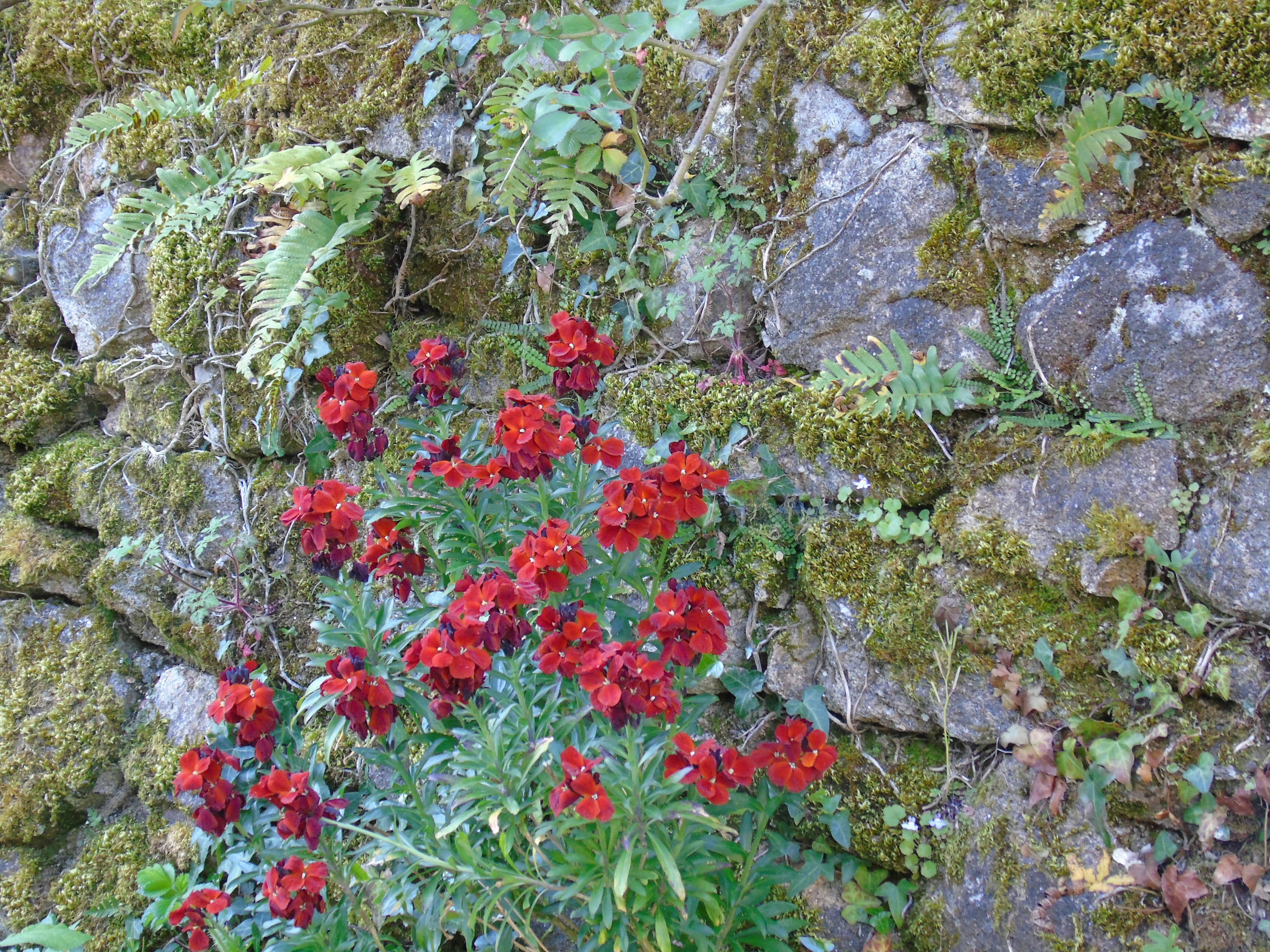 家养盆栽耐寒植物有哪些品种？-第2张图片-吾爱花网