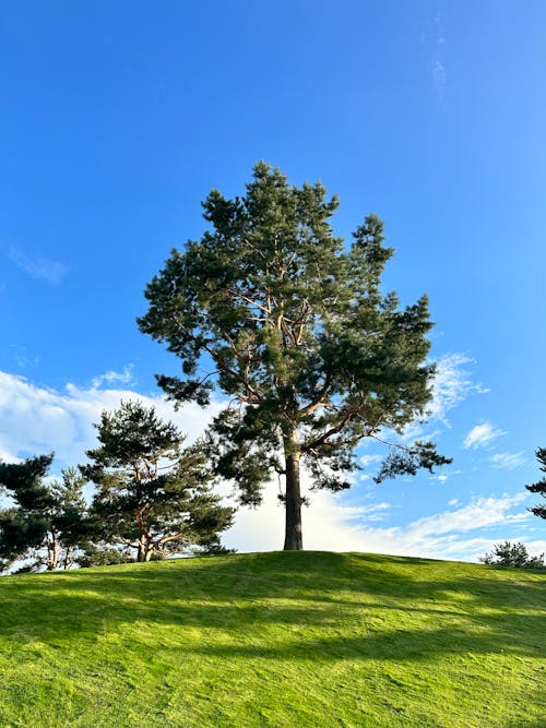 Immagine gratuita di albero, campagna, campo