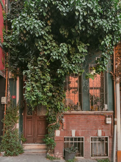Free Beautiful brick house facade adorned with lush ivy and a rustic wooden door. Stock Photo
