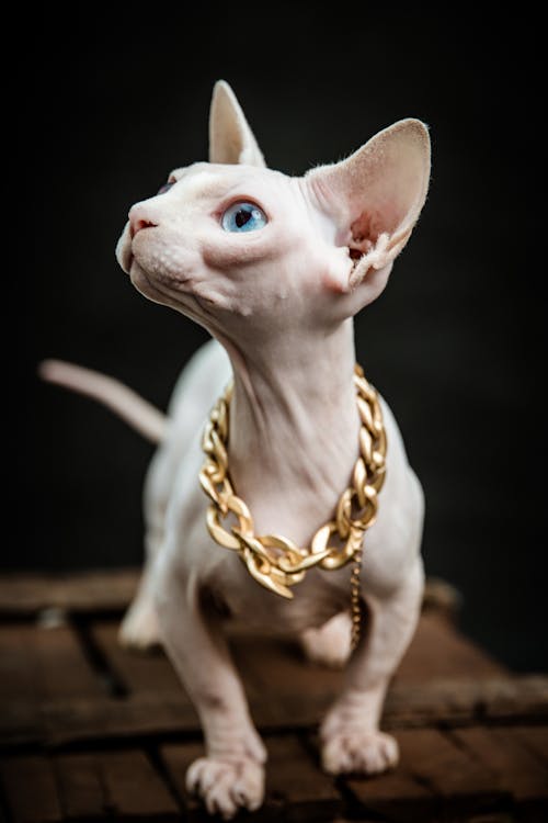 A Sphynx Cat with a Chain 