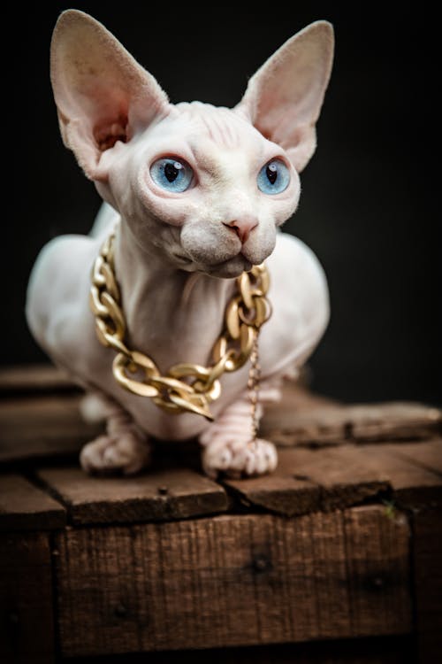 A Sphynx Cat with a Chain 