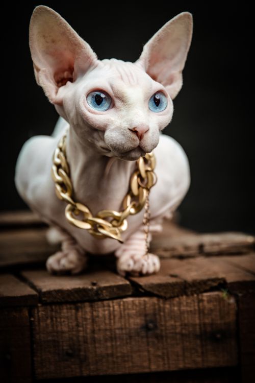 Free A striking hairless Sphynx cat adorned with a gold chain, exuding elegance. Stock Photo