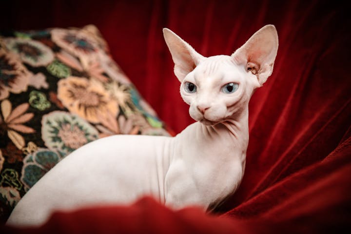 A close-up portrait of a Sphynx cat with striking blue eyes on a red velvet backdrop.