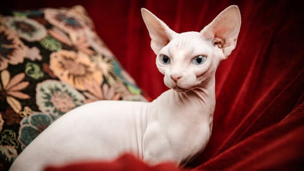 A close-up portrait of a Sphynx cat with striking blue eyes on a red velvet backdrop.