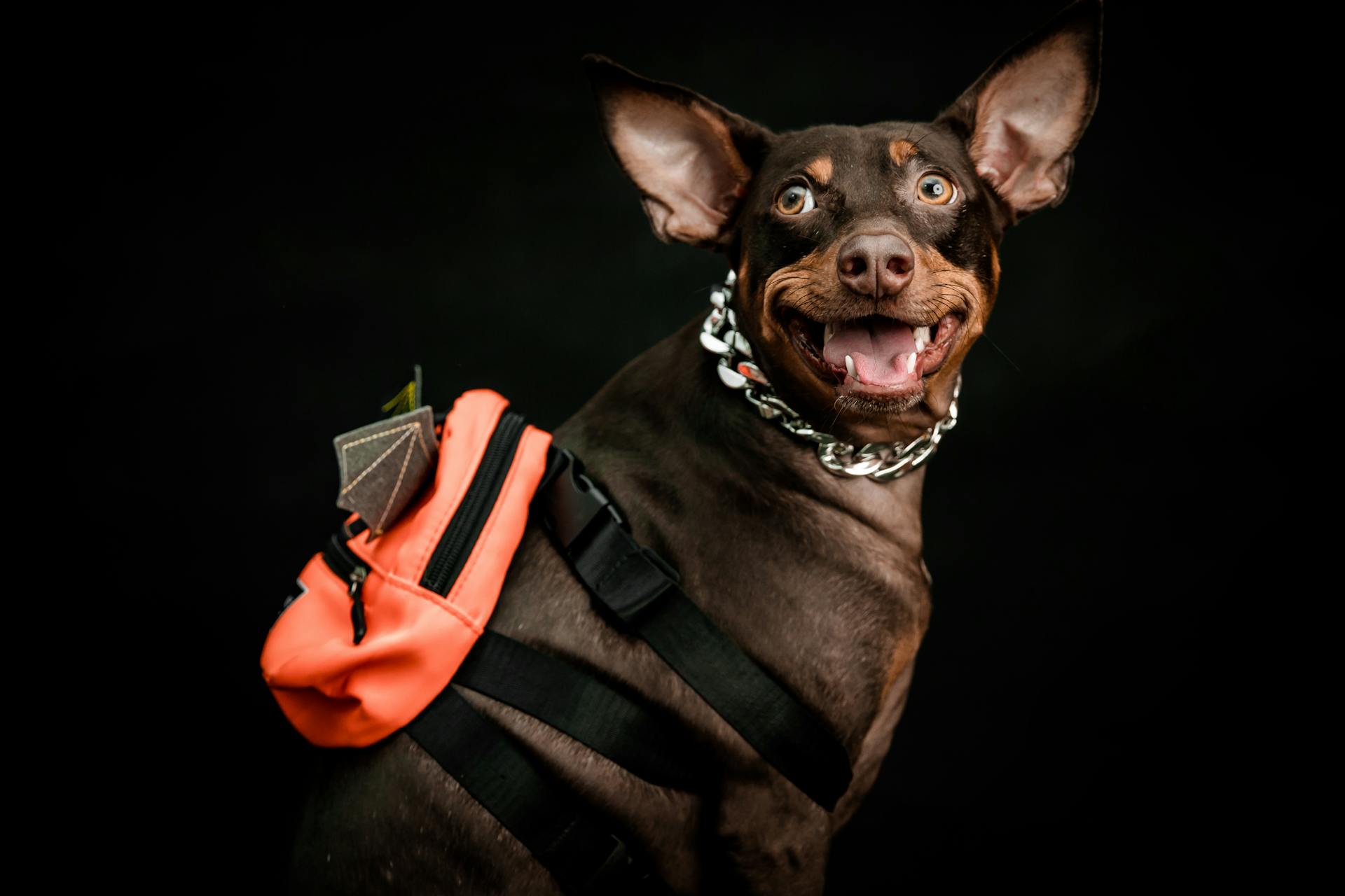 Dog with a Backpack in a Studio