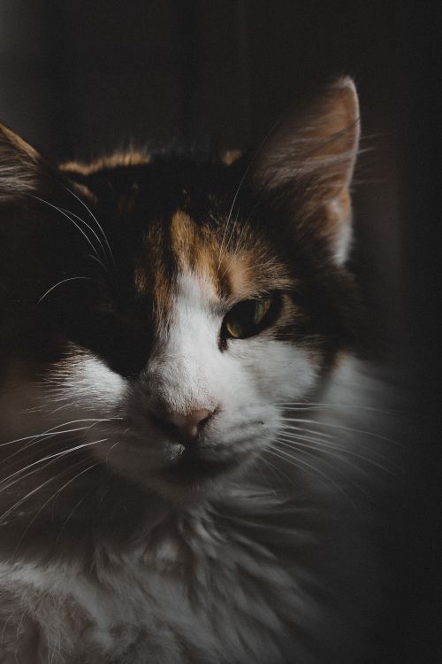 Free Intimate close-up of a calico cat gazing in soft lighting, highlighting fur texture. Stock Photo