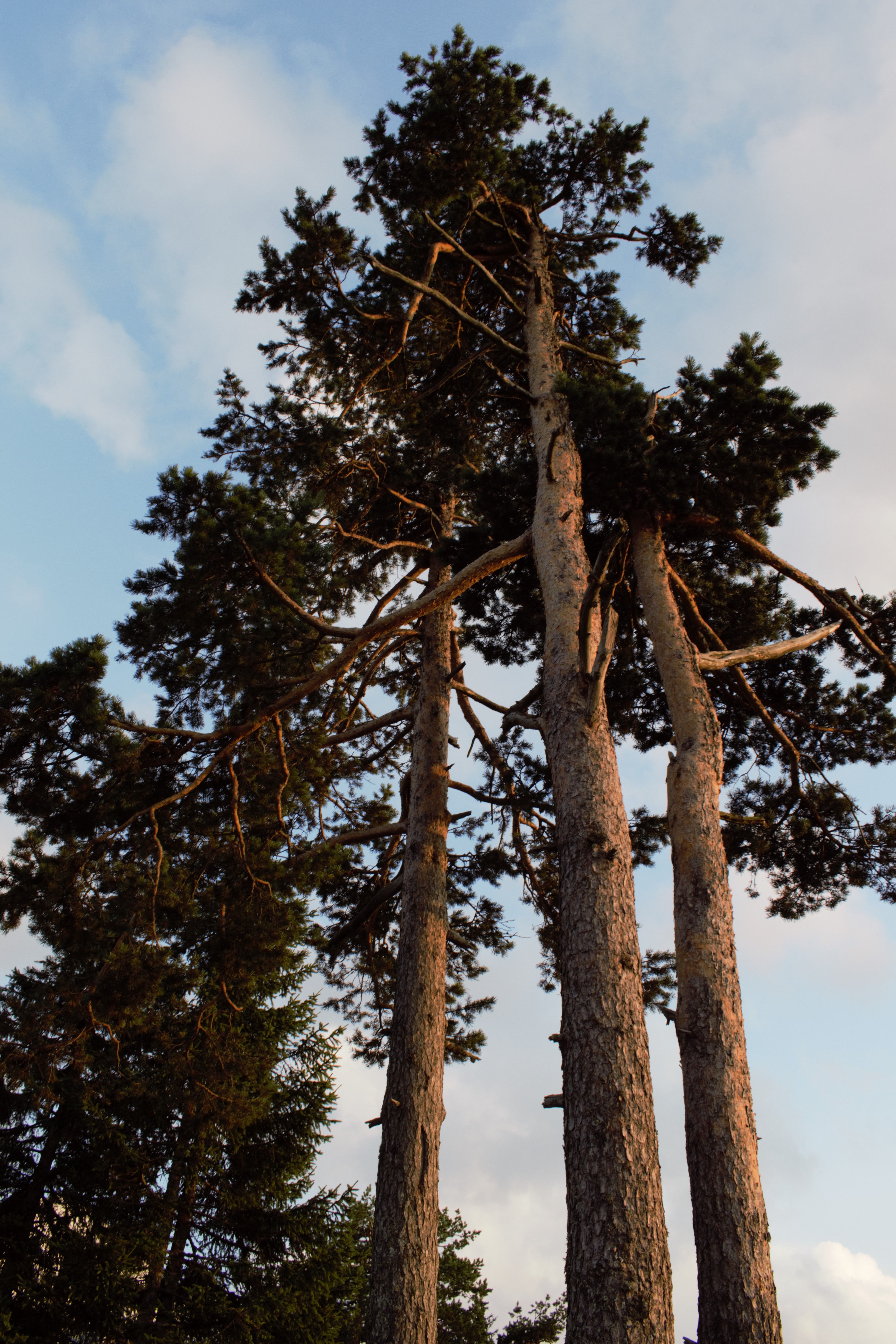 Fotomural Vista en ángulo bajo de altos pinos bajo un cielo azul, destacando el esplendor vertical de la naturaleza.