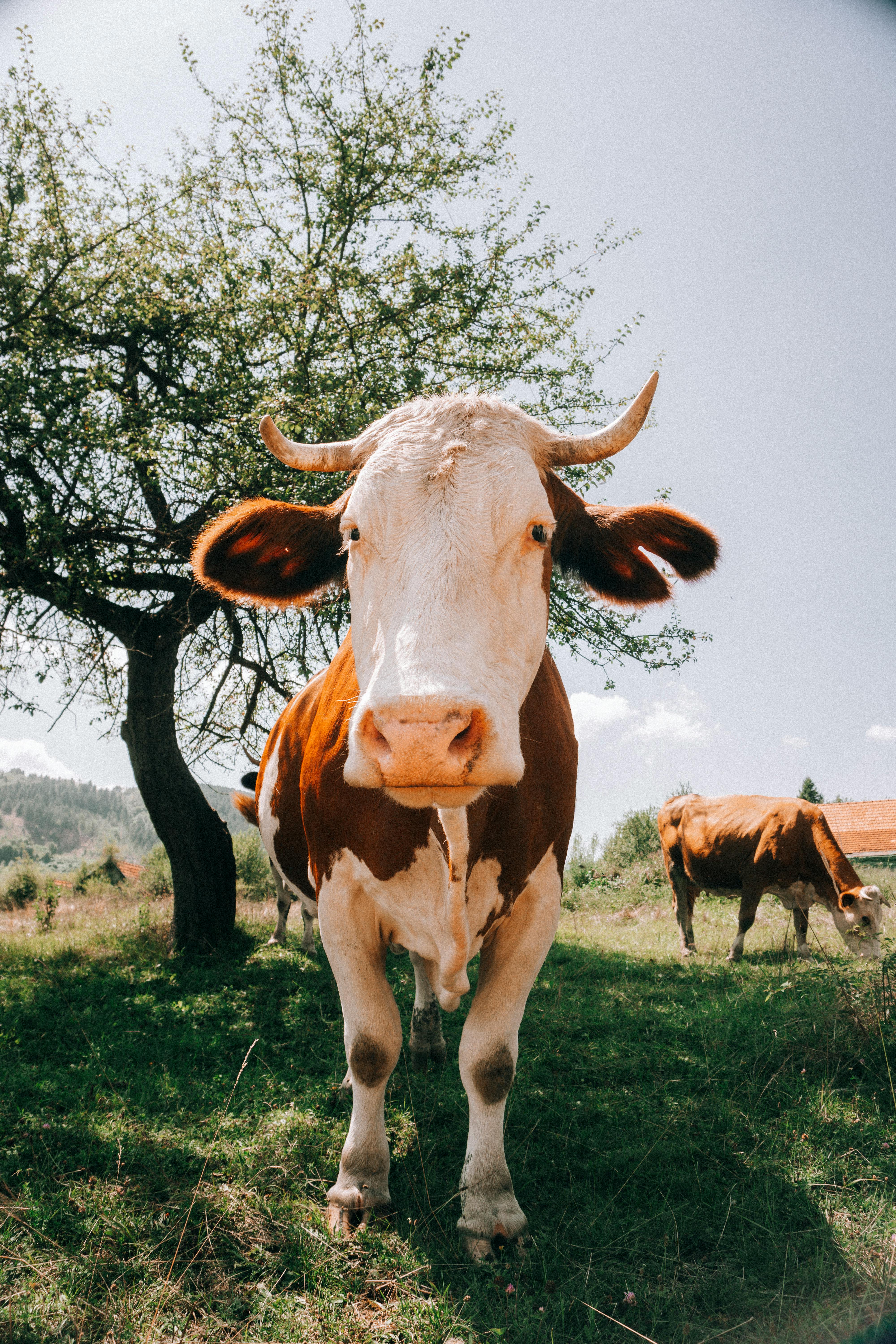 grátis Foto profissional grátis de @exterior, agricultura, animal Foto profissional