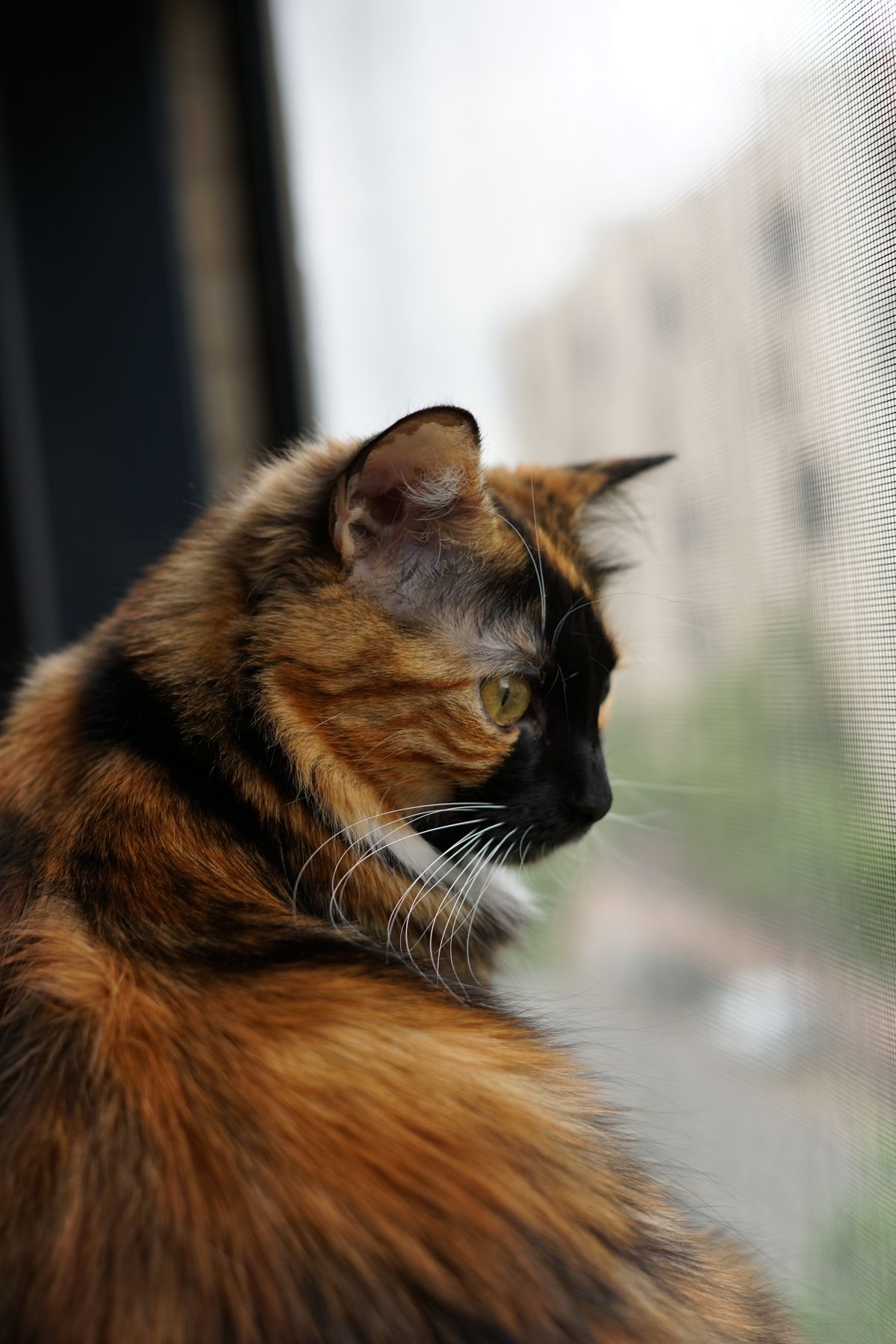 WINDOWS ALTERNATIVE FOR CAT visual data 6