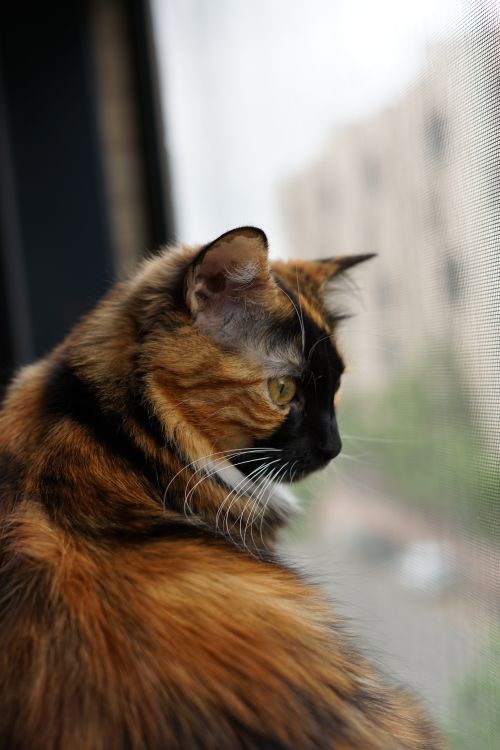 Free Close-up of a calico cat staring thoughtfully out a window with blurred background. Stock Photo