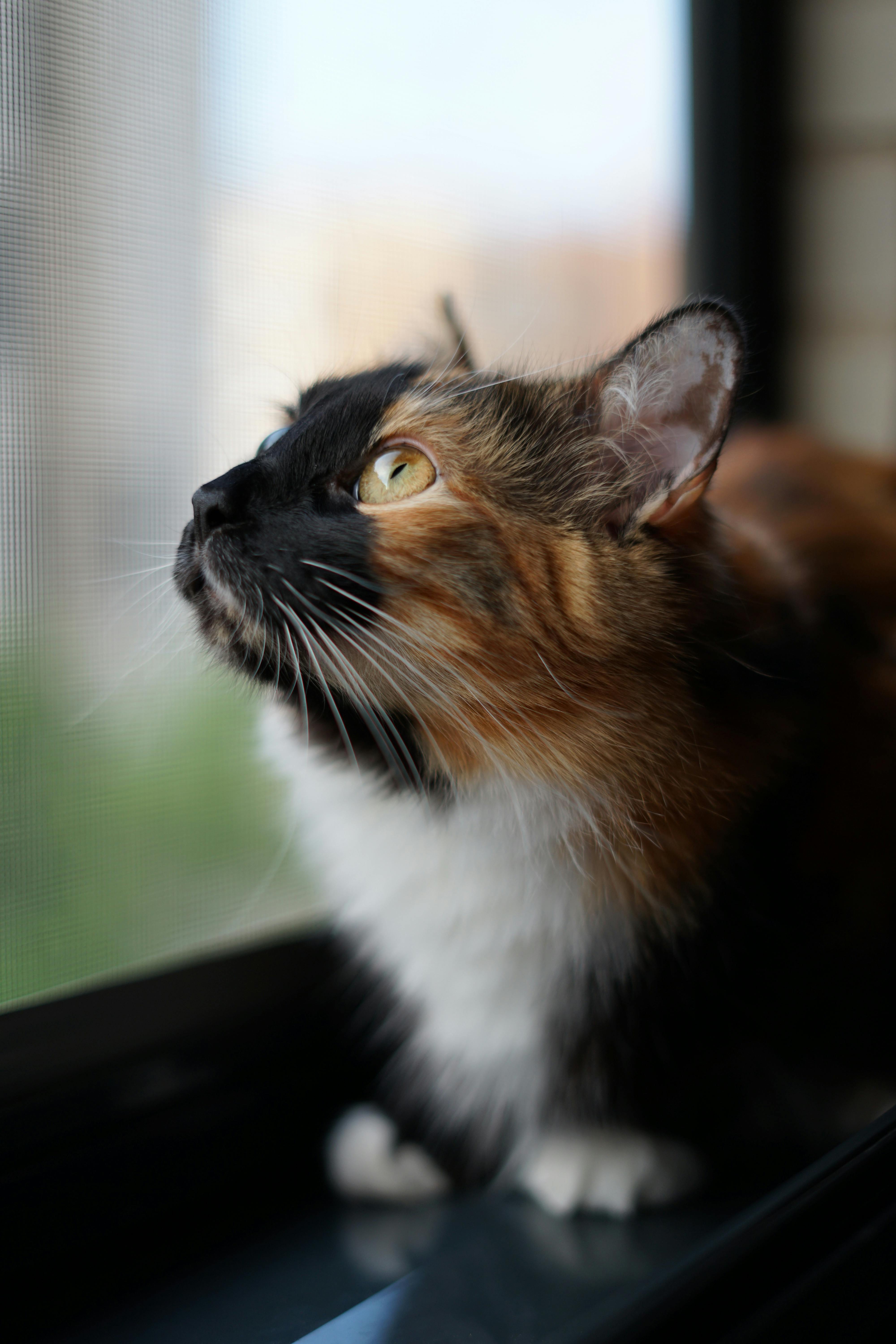 IS THERE REPLACEMENT FOR CAT ON WINDOWS visual data 4