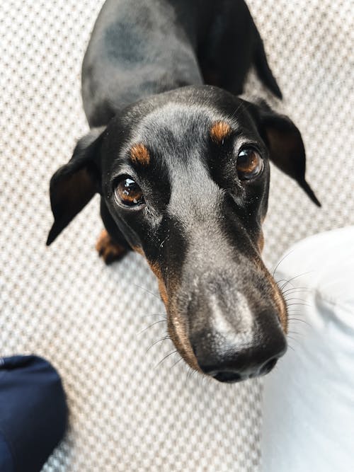 Portrait of a Black Dog